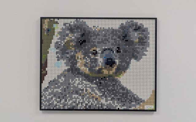 Koala